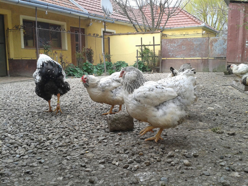  - 1 - MATCĂ I 2024 -