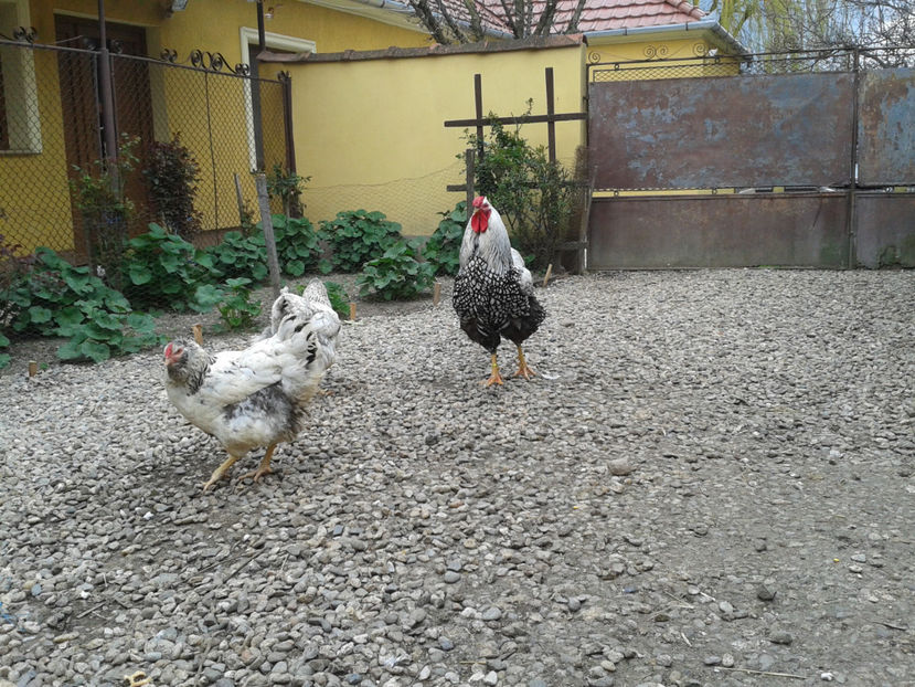  - 1 - MATCĂ I 2024 -