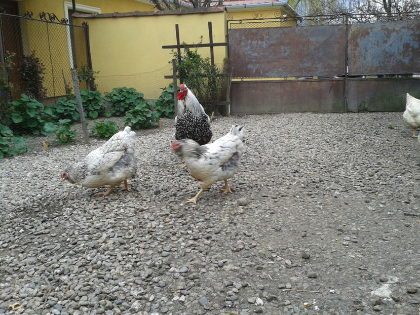  - 1 - MATCĂ I 2024 -