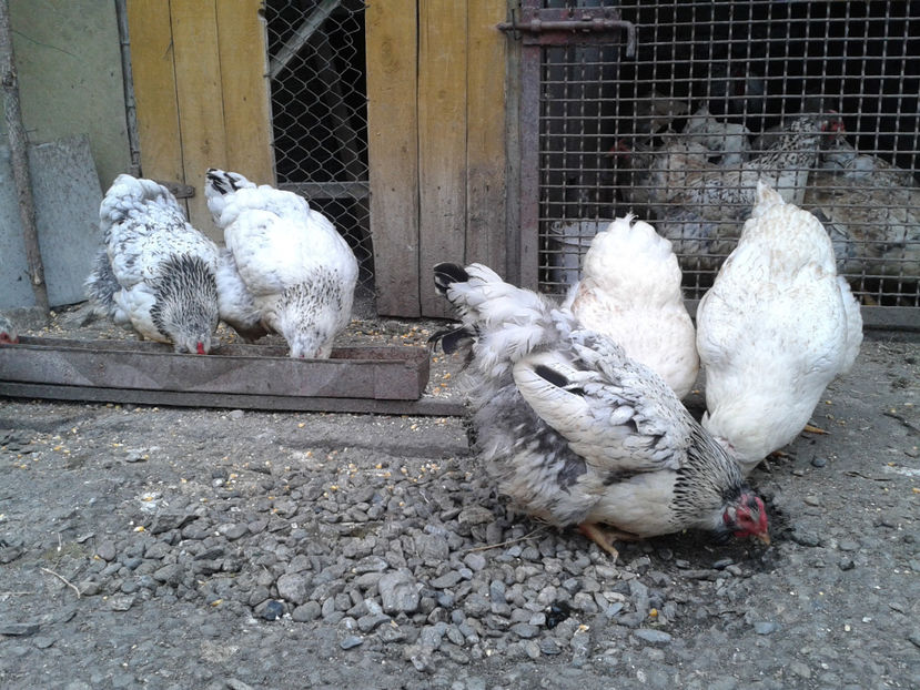  - 1 - MATCĂ I 2024 -