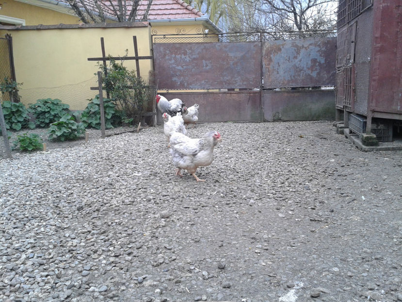  - 1 - MATCĂ I 2024 -