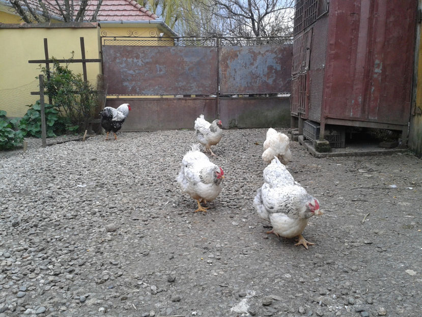  - 1 - MATCĂ I 2024 -