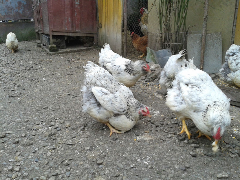  - 1 - MATCĂ I 2024 -
