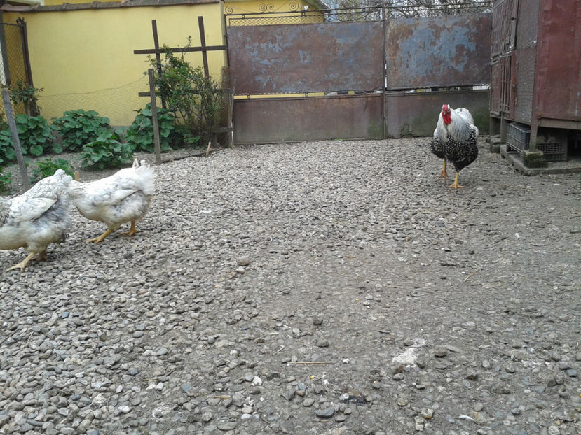  - 1 - MATCĂ I 2024 -