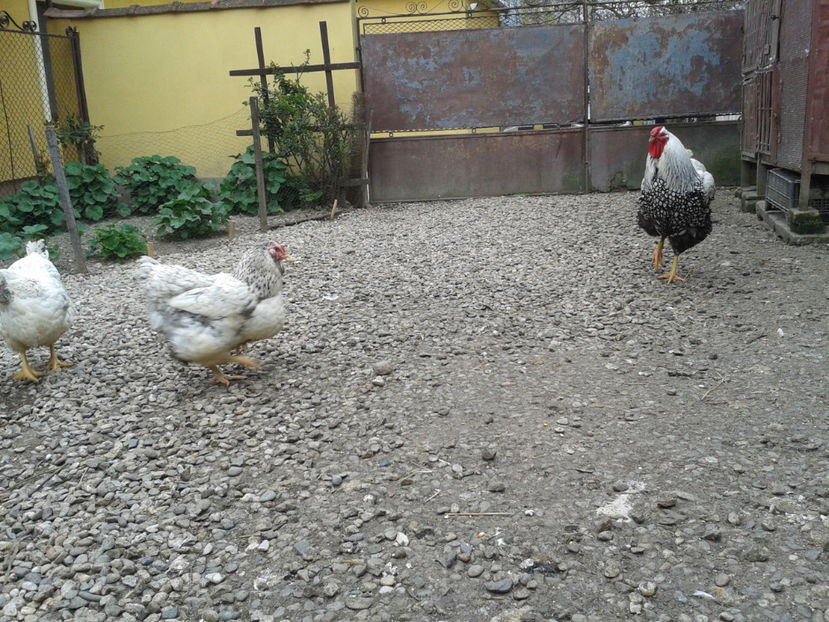  - 1 - MATCĂ I 2024 -