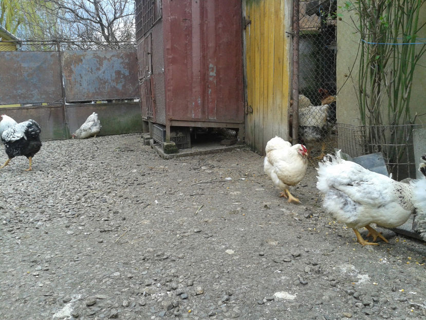  - 1 - MATCĂ I 2024 -