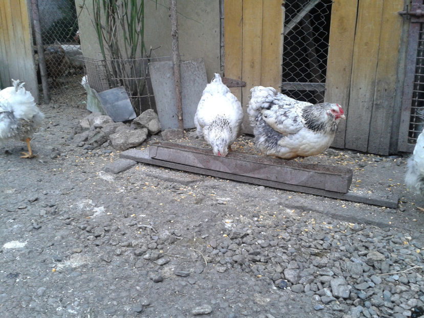  - 1 - MATCĂ I 2024 -