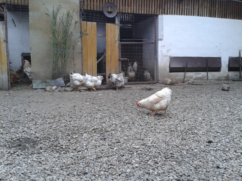  - 1 - MATCĂ I 2024 -