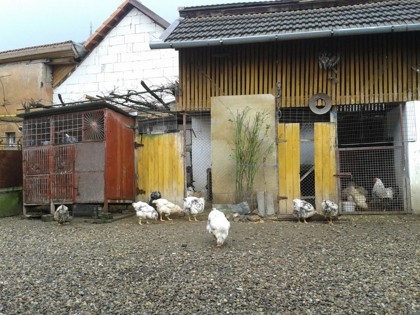  - 1 - MATCĂ I 2024 -