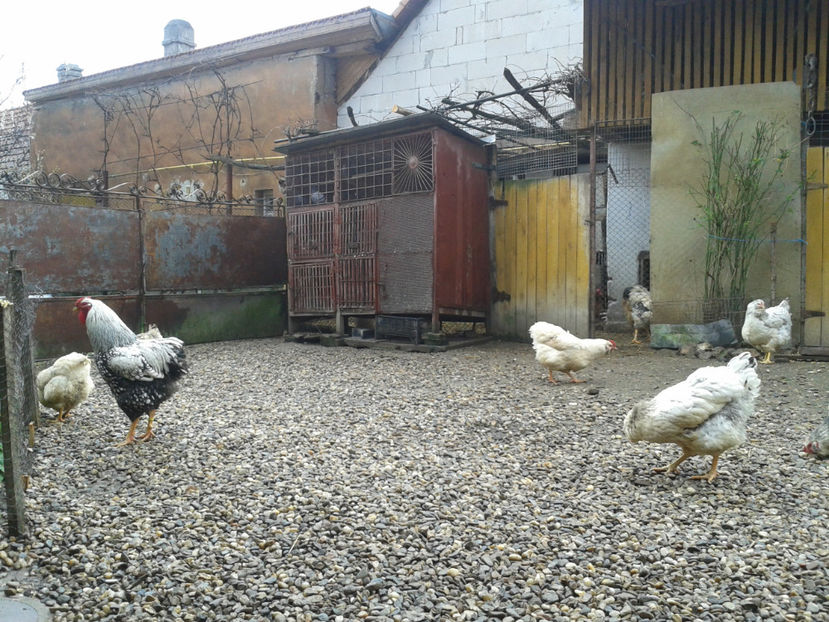  - 1 - MATCĂ I 2024 -