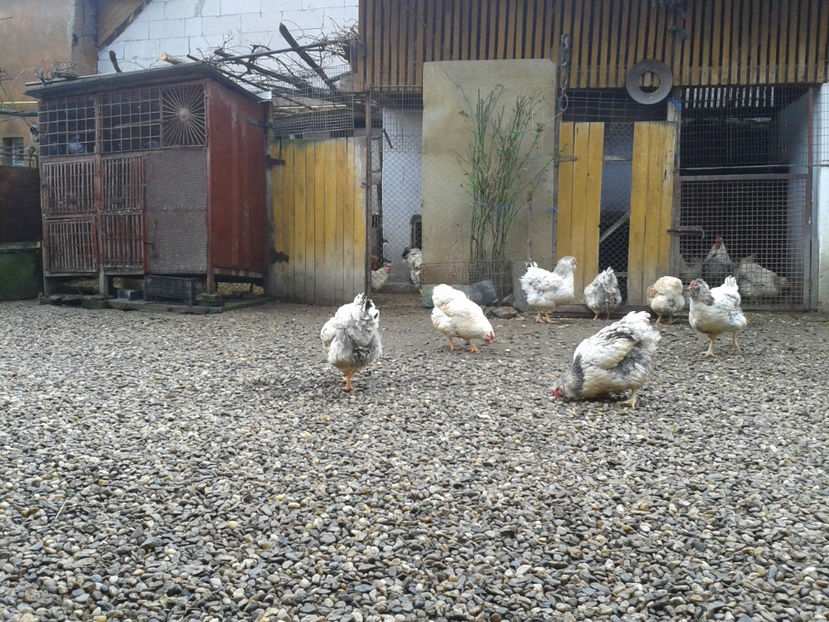  - 1 - MATCĂ I 2024 -