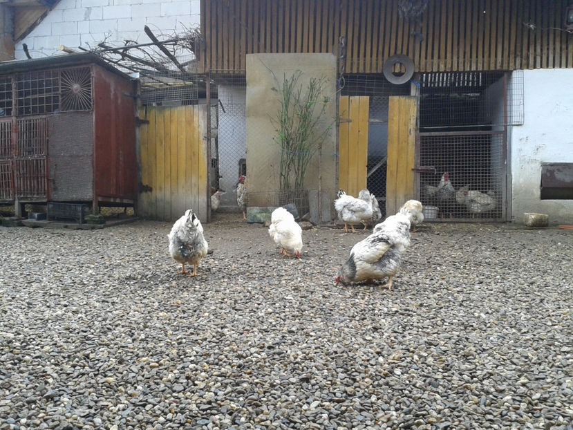  - 1 - MATCĂ I 2024 -