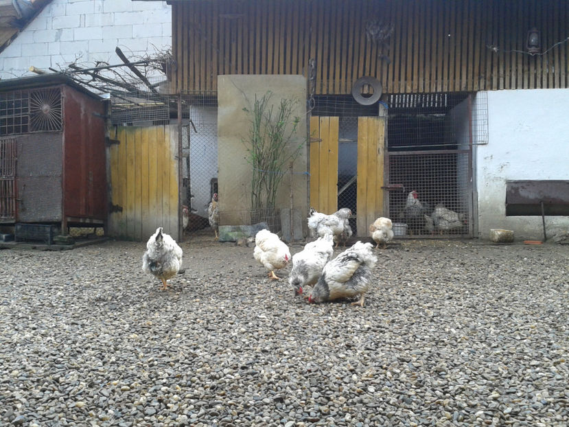  - 1 - MATCĂ I 2024 -