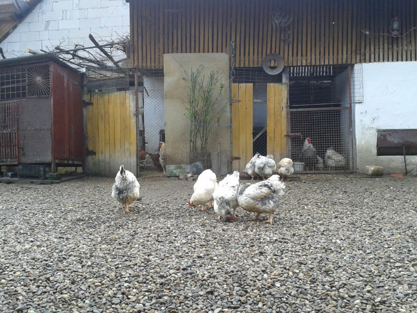  - 1 - MATCĂ I 2024 -