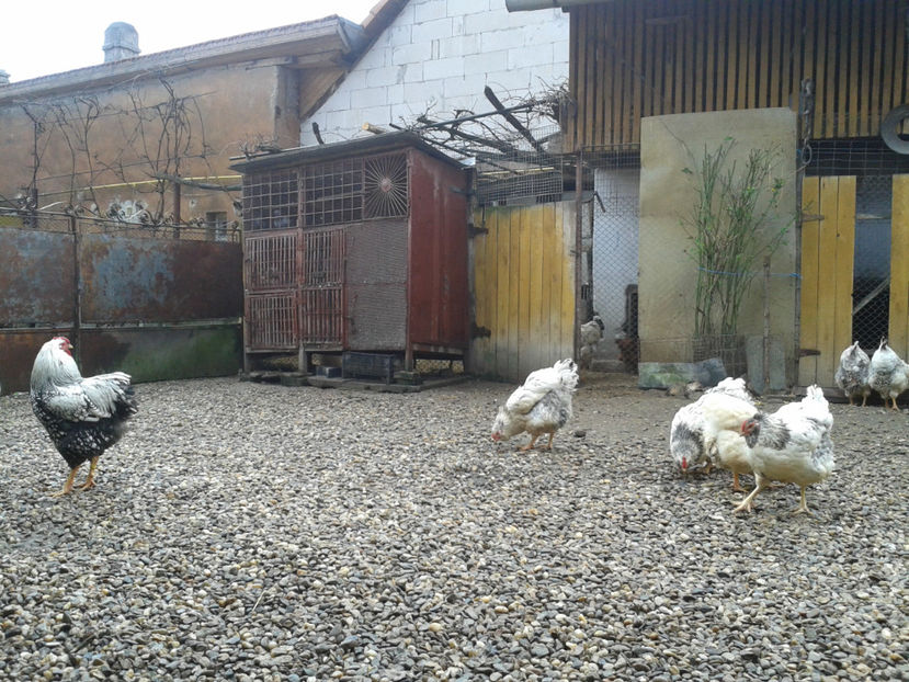  - 1 - MATCĂ I 2024 -