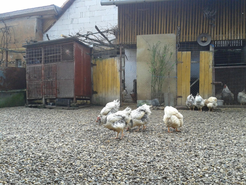  - 1 - MATCĂ I 2024 -