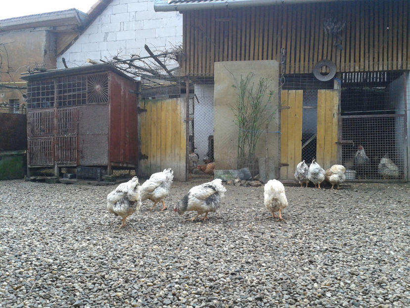  - 1 - MATCĂ I 2024 -