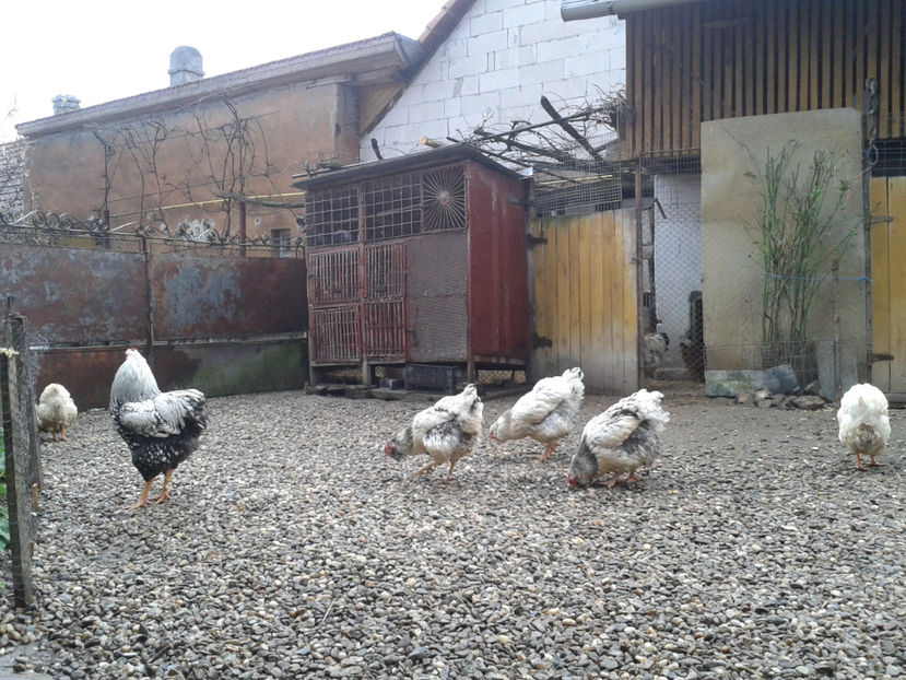  - 1 - MATCĂ I 2024 -