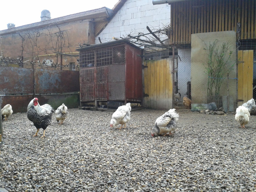  - 1 - MATCĂ I 2024 -