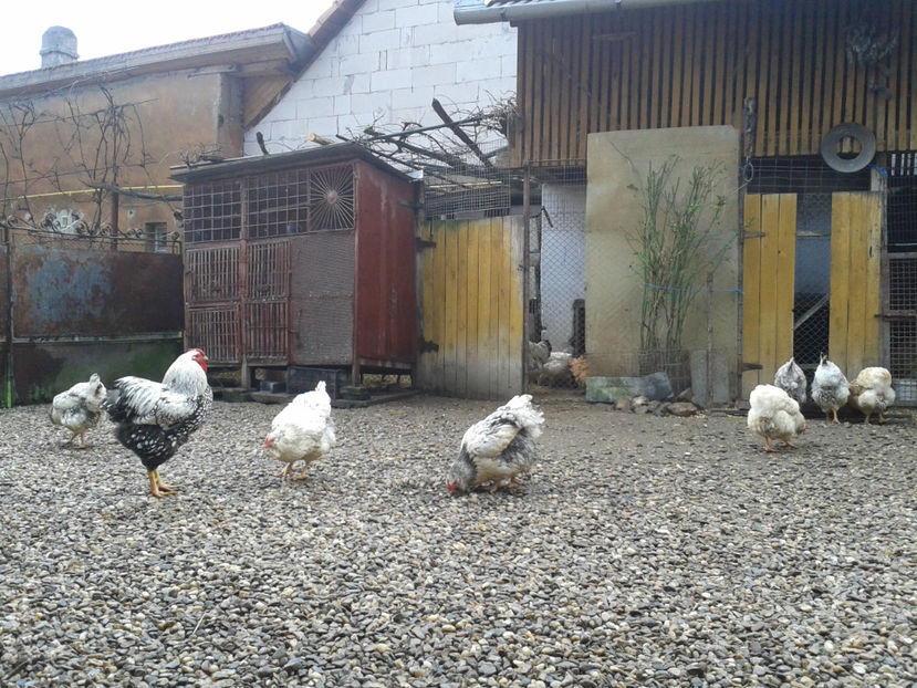  - 1 - MATCĂ I 2024 -