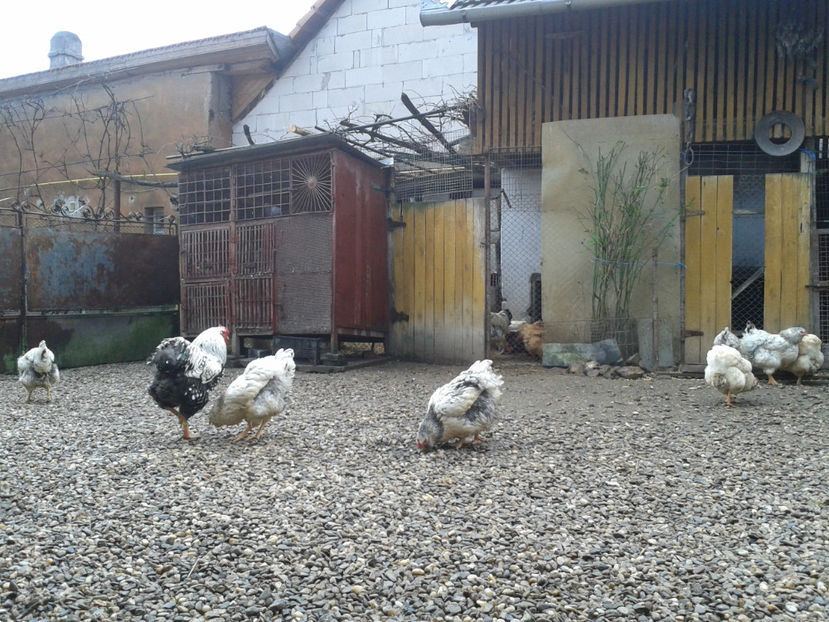  - 1 - MATCĂ I 2024 -