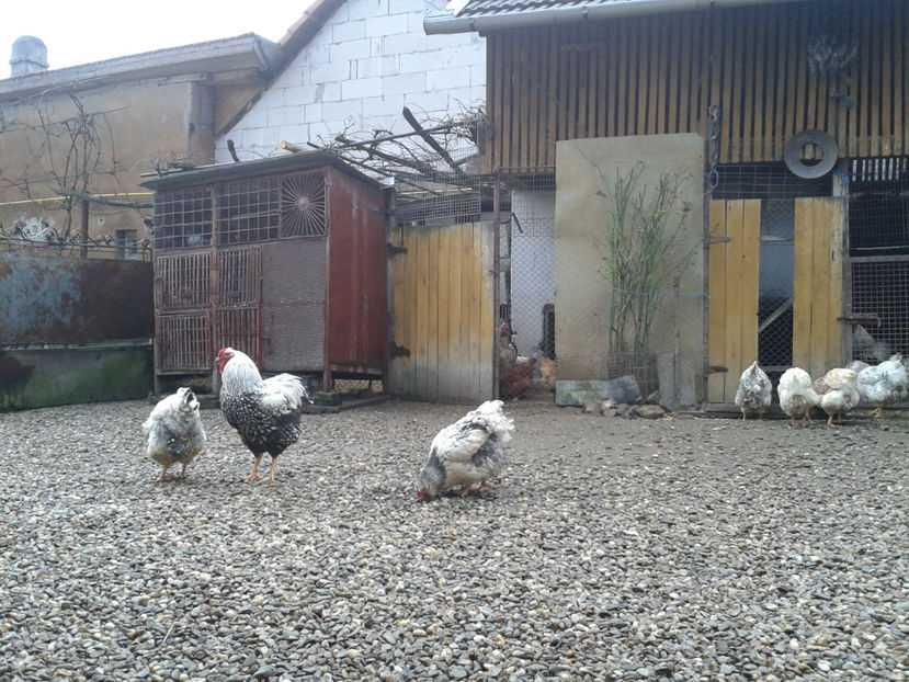  - 1 - MATCĂ I 2024 -