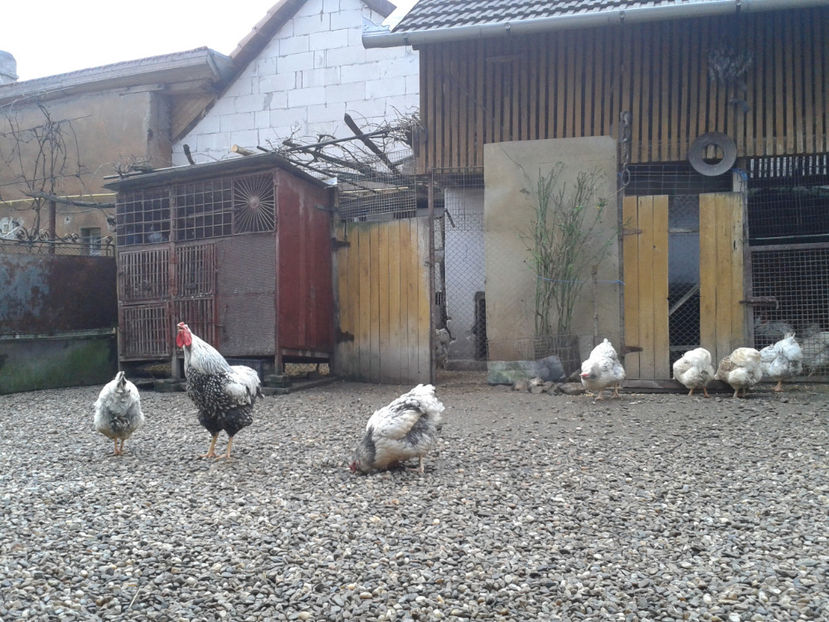  - 1 - MATCĂ I 2024 -