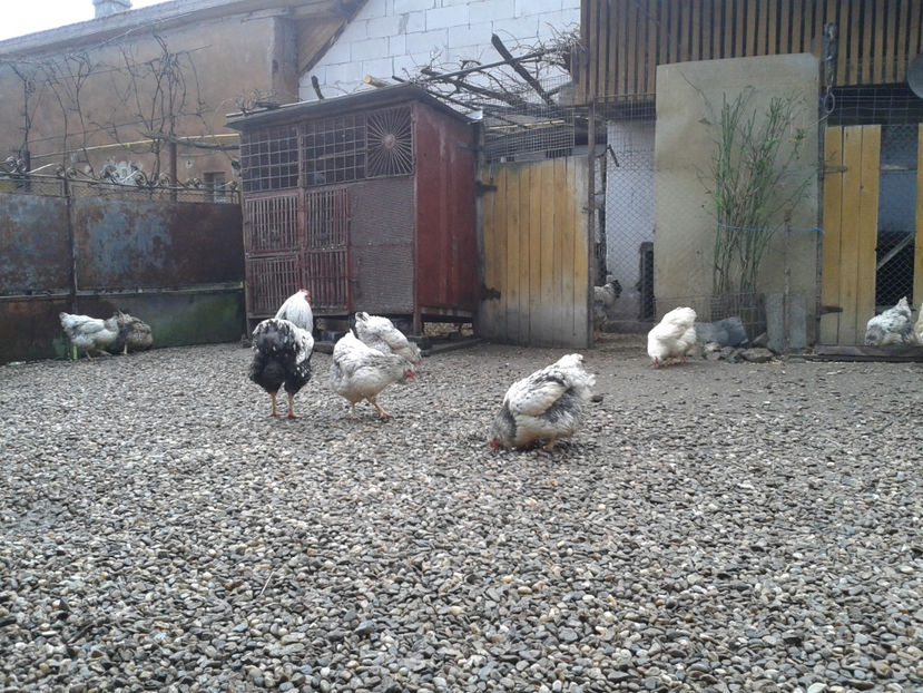  - 1 - MATCĂ I 2024 -