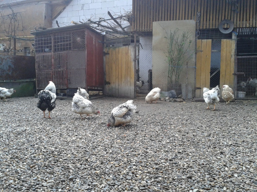  - 1 - MATCĂ I 2024 -