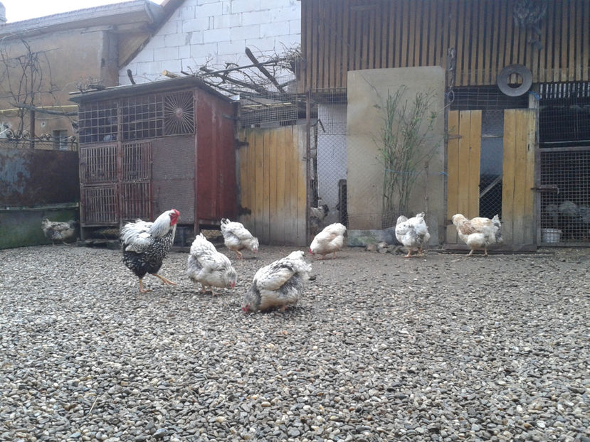  - 1 - MATCĂ I 2024 -