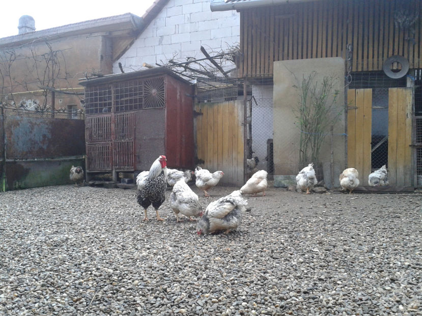  - 1 - MATCĂ I 2024 -