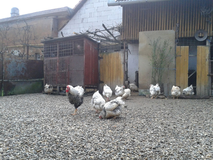  - 1 - MATCĂ I 2024 -