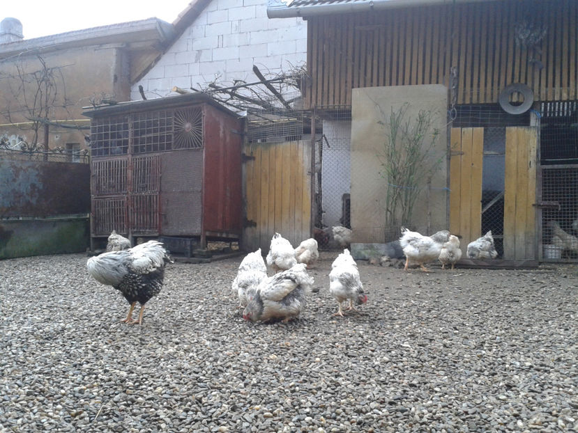  - 1 - MATCĂ I 2024 -