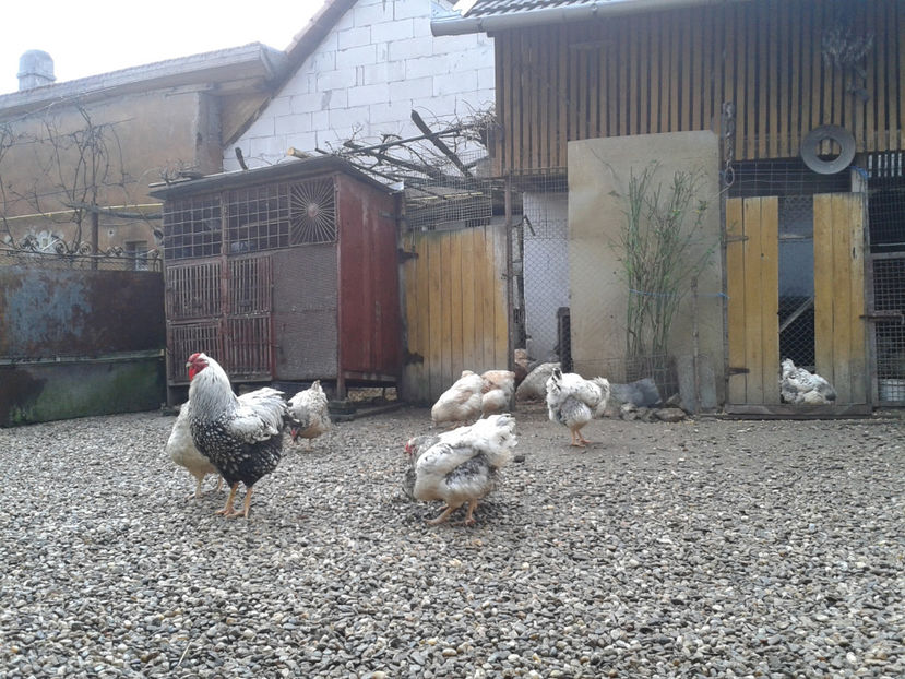  - 1 - MATCĂ I 2024 -