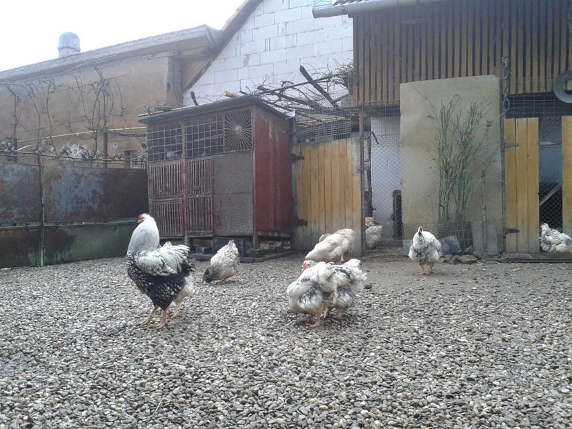  - 1 - MATCĂ I 2024 -