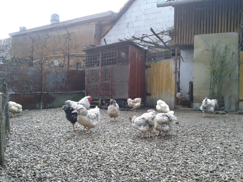  - 1 - MATCĂ I 2024 -