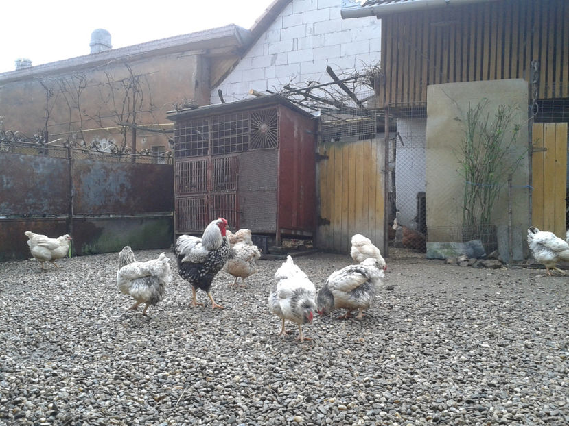  - 1 - MATCĂ I 2024 -