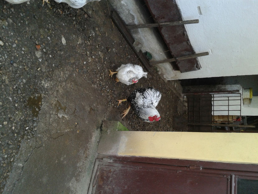  - 1 - MATCĂ I 2024 -