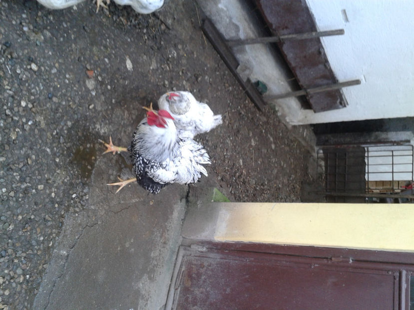  - 1 - MATCĂ I 2024 -