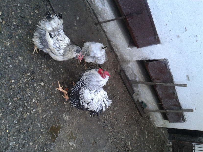  - 1 - MATCĂ I 2024 -