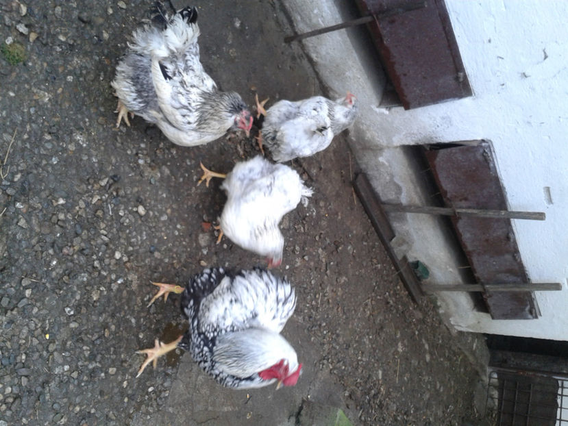  - 1 - MATCĂ I 2024 -