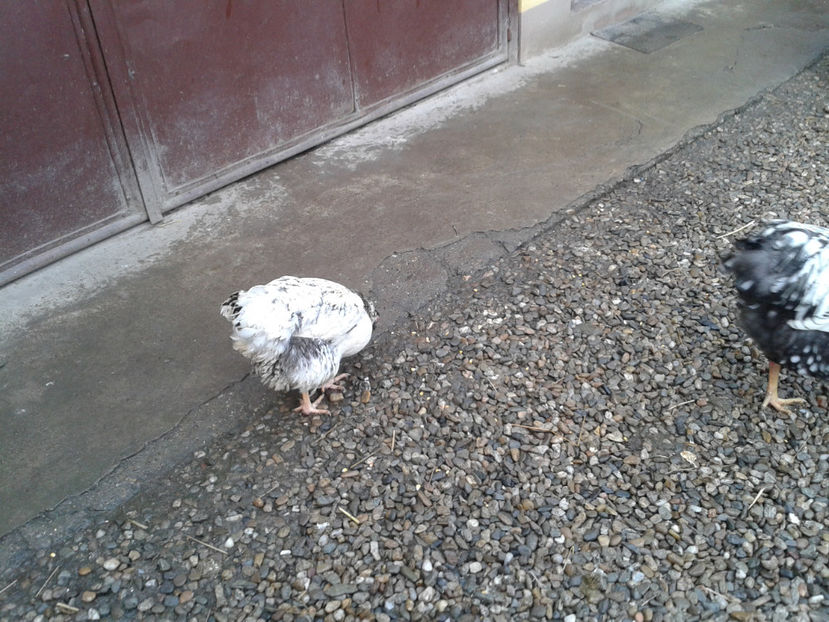  - 1 - MATCĂ I 2024 -