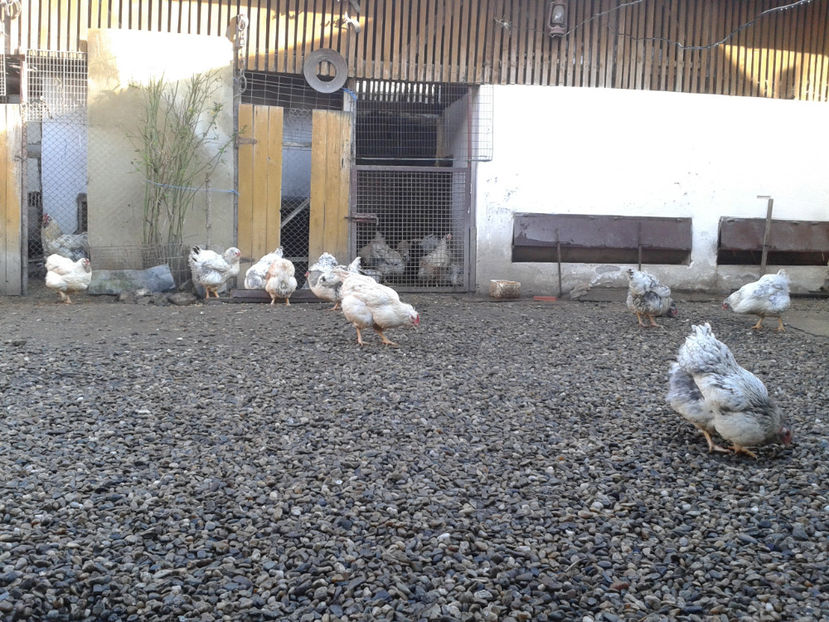  - 1 - MATCĂ I 2024 -