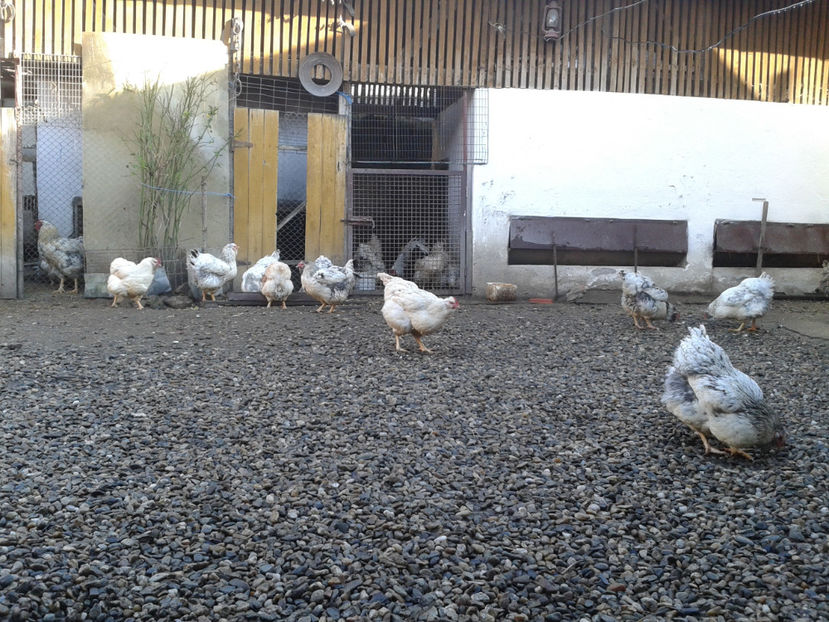  - 1 - MATCĂ I 2024 -