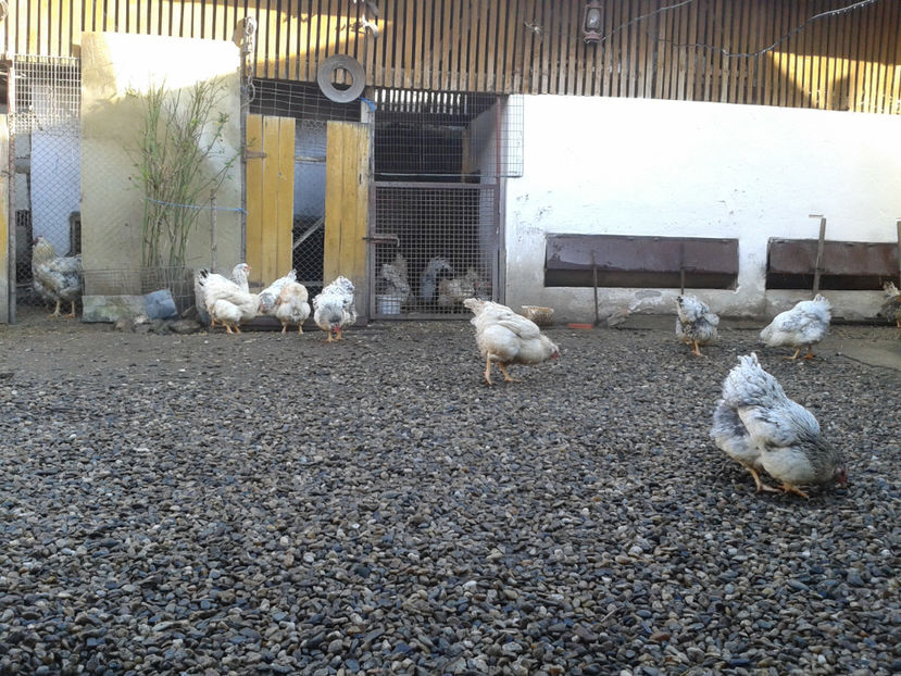  - 1 - MATCĂ I 2024 -