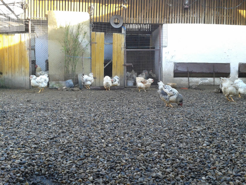  - 1 - MATCĂ I 2024 -