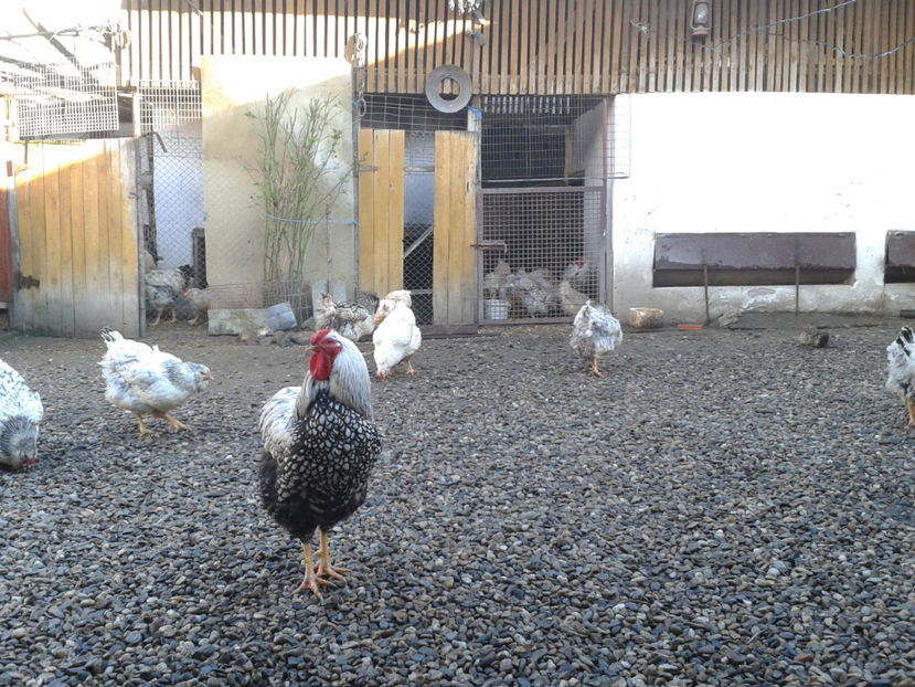  - 1 - MATCĂ I 2024 -