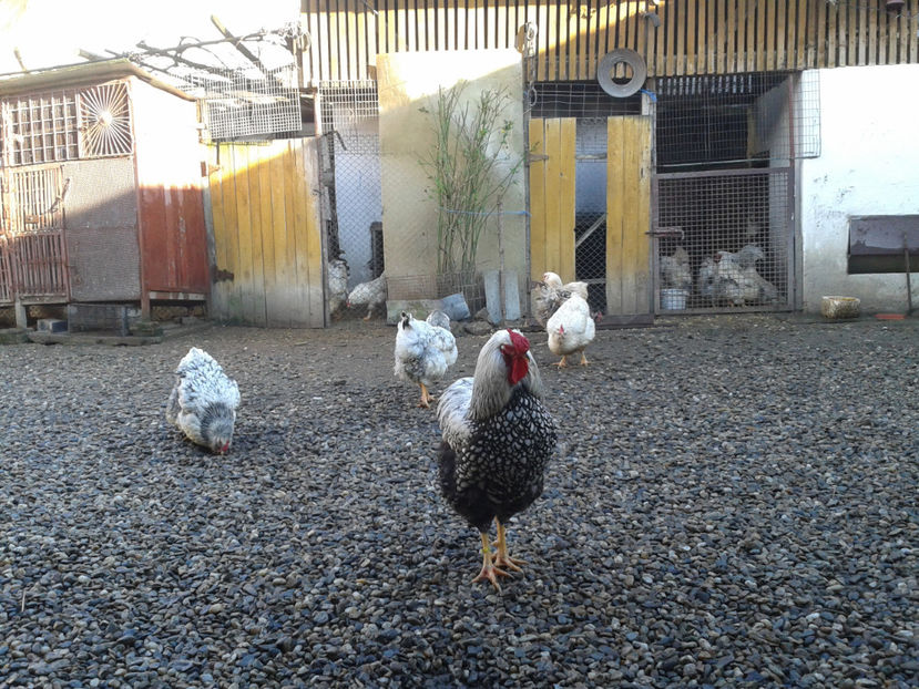  - 1 - MATCĂ I 2024 -