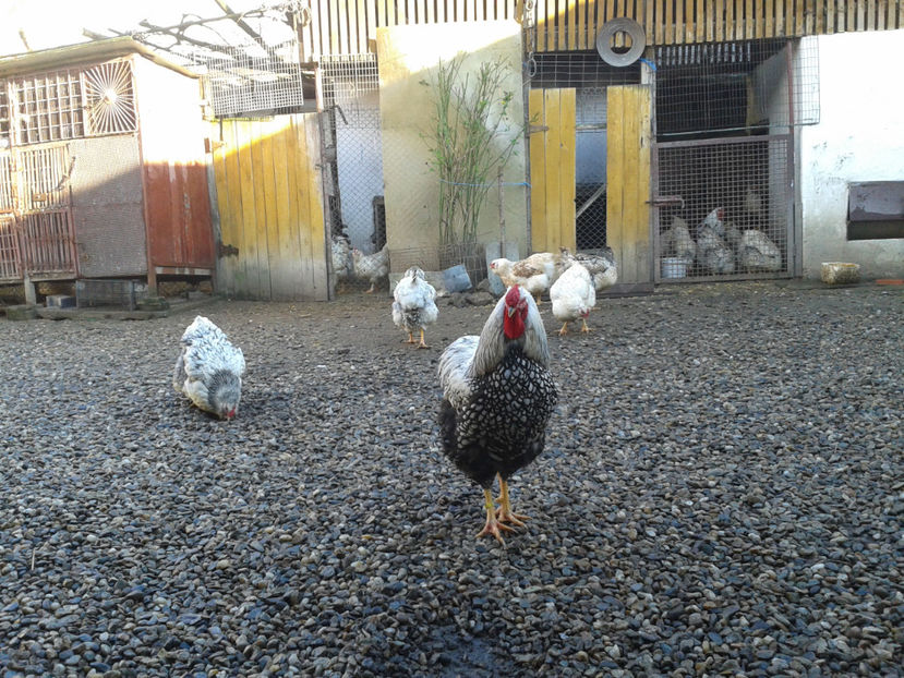  - 1 - MATCĂ I 2024 -