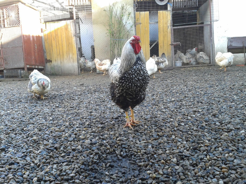  - 1 - MATCĂ I 2024 -